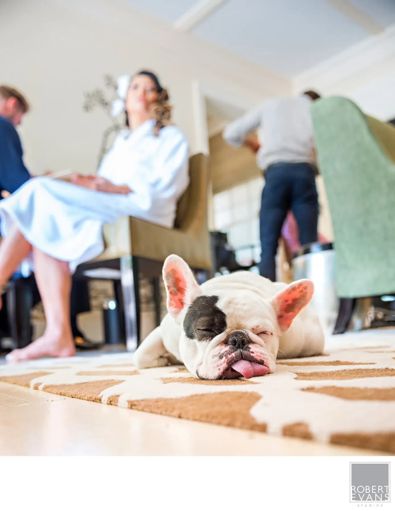 A small dog resting while wedding preparations continue behind it A small dog resting while wedding preparations continue behind it